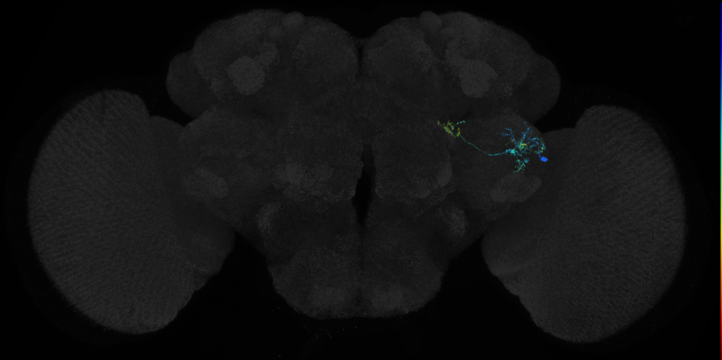 adult VLPa1 lineage neuron