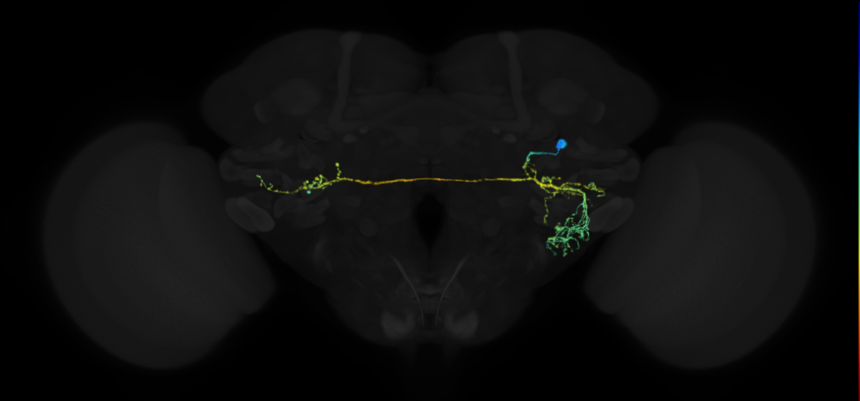 adult VLPa2 lineage neuron