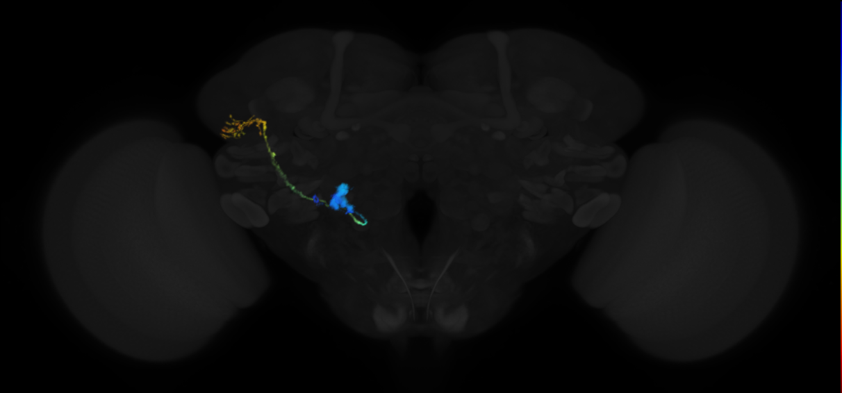 lateral antennal lobe tract projection neuron