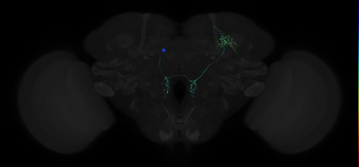 adult CREa1 (male) lineage neuron