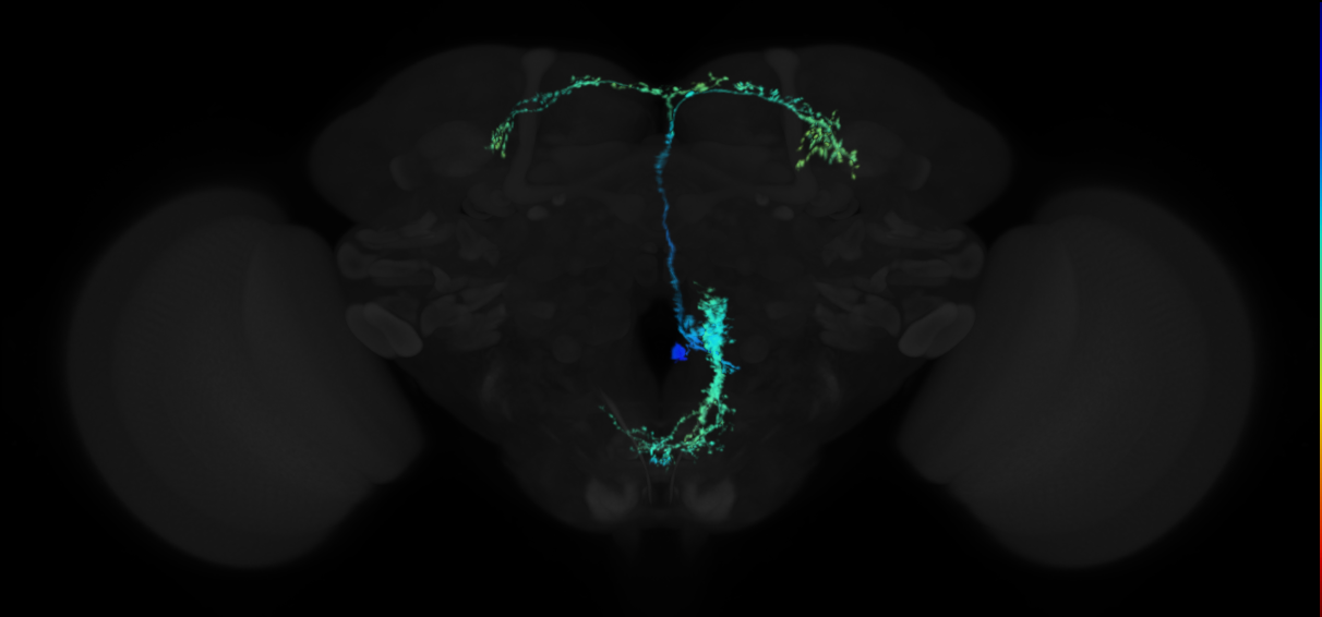 BAmas2 lineage neuron