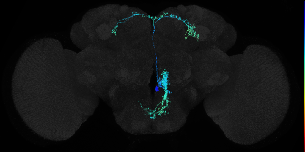adult BAmas2 lineage neuron