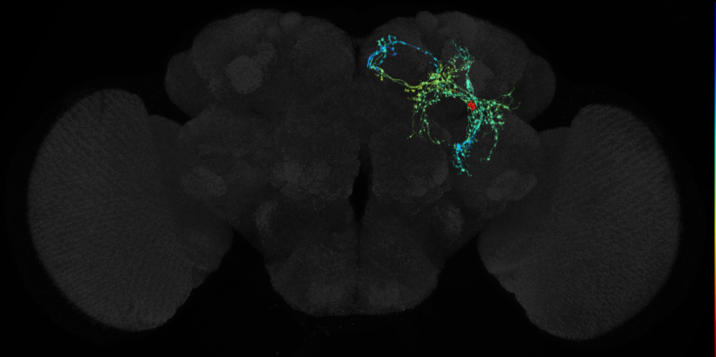 adult BLVp2 lineage neuron