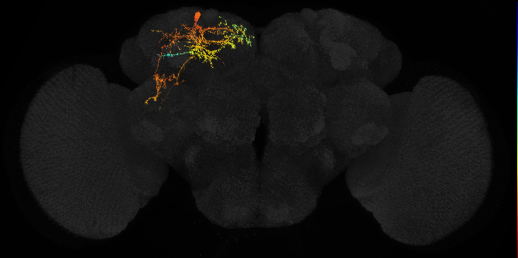 adult SLPpm2 lineage neuron