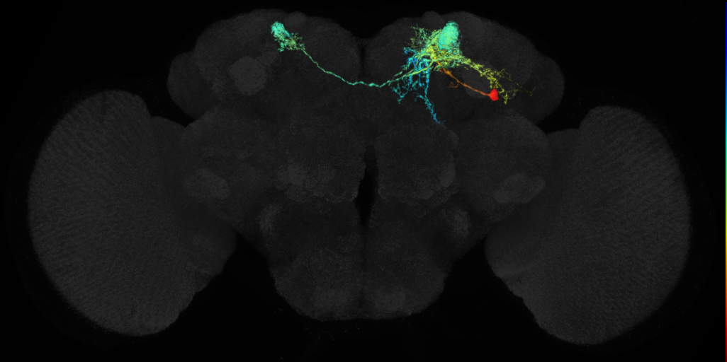 MB-alpha' neuron of the dopaminergic PPL1 cluster