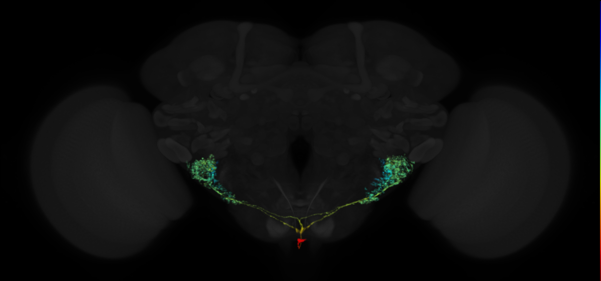 inferior ventrolateral protocerebrum local IVLP-IVLP neuron