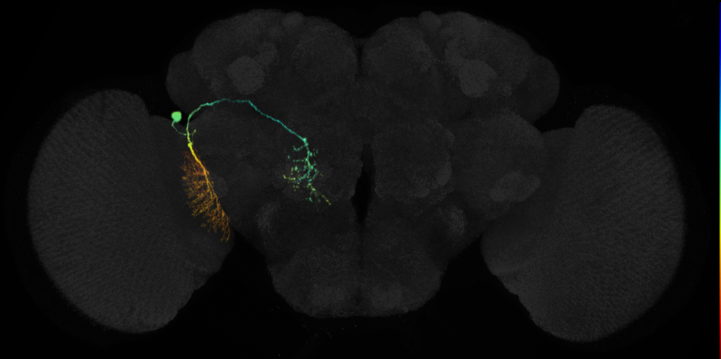 adult SLPa&l1 lineage neuron