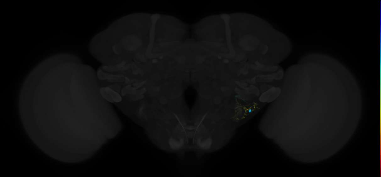 inferior ventrolateral protocerebrum local IVLP neuron
