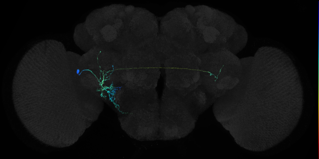 adult BLAv1 lineage neuron