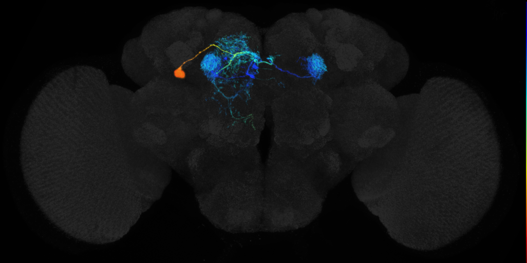 mushroom body medial-vertical lobe arborizing neuron 1