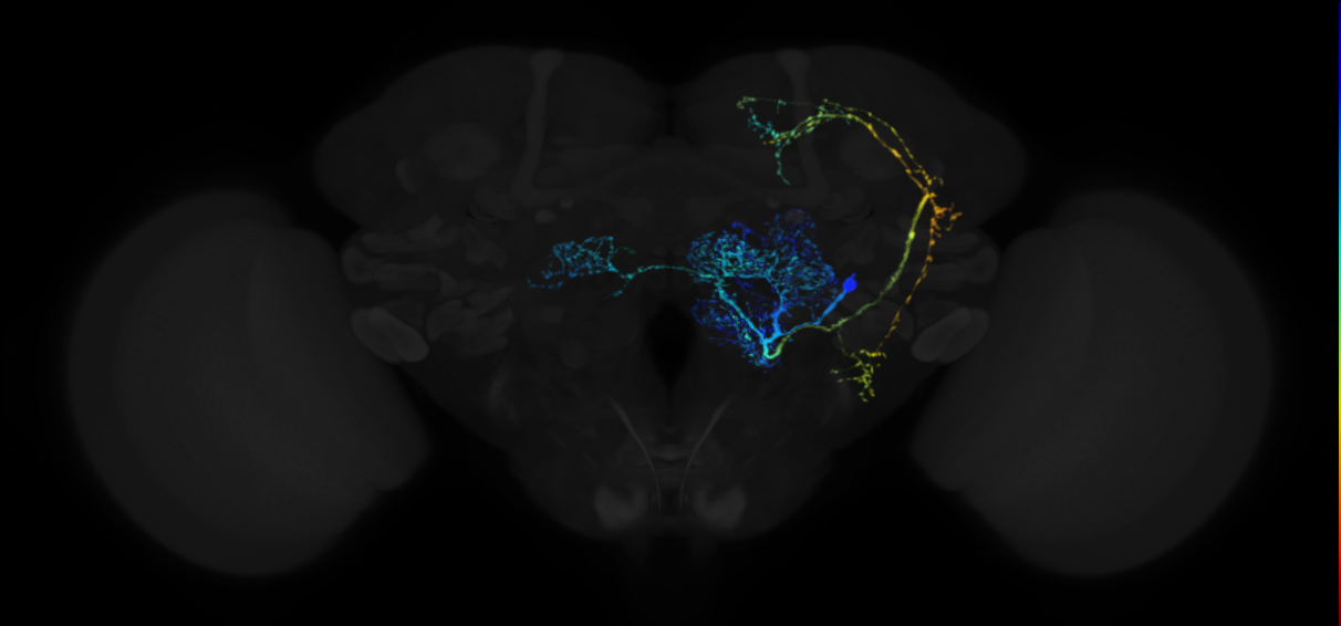 antennal lobe projection neuron of ALl1 lineage