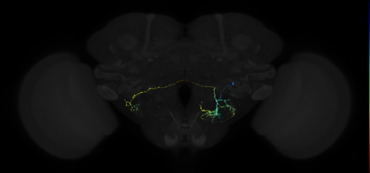 auditory system neuron