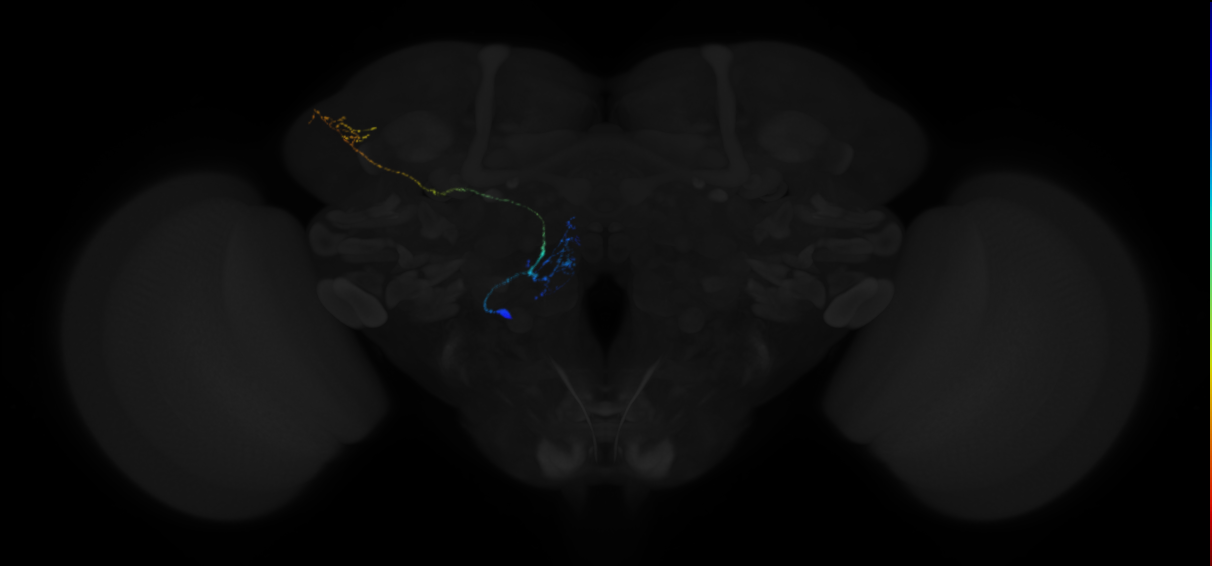 mediolateral antennal lobe tract projection neuron