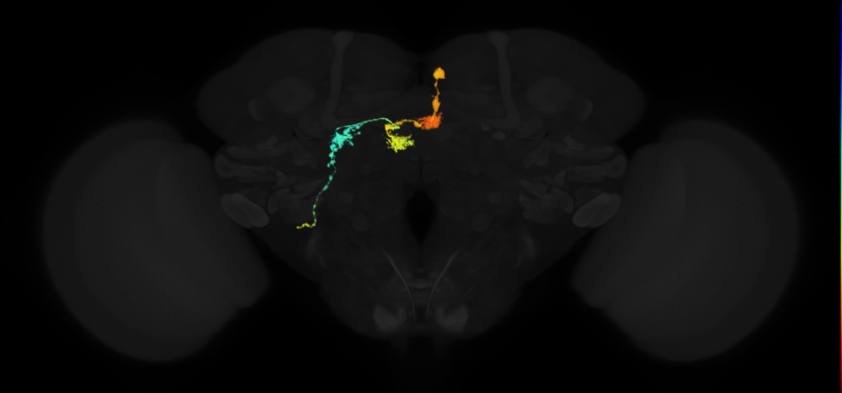 protocerebral bridge glomerulus 2-fan-shaped body layer 2-lateral accessory lobe-crepine neuron