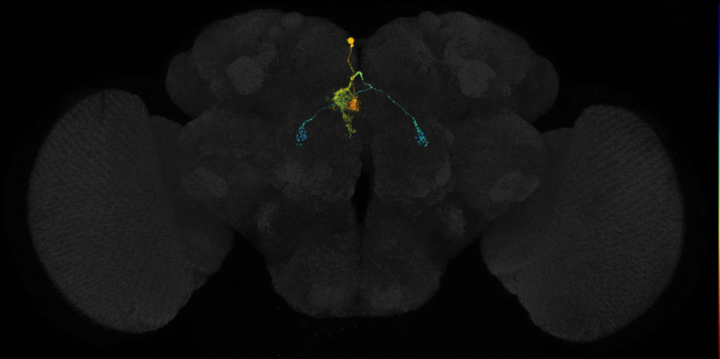 adult protocerebral bridge glomerulus 2-fan-shaped body layers 4 and 5-bilateral lateral accessory lobe neuron