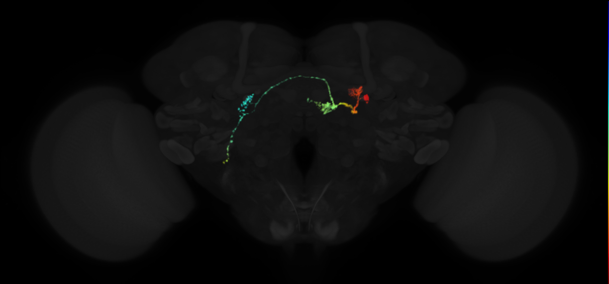 protocerebral bridge 1 glomerulus-fan-shaped body layer 2-lateral accessory lobe-crepine neuron