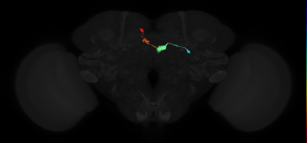 adult ellipsoid body-protocerebral bridge glomerulus 3-dorsal gall neuron