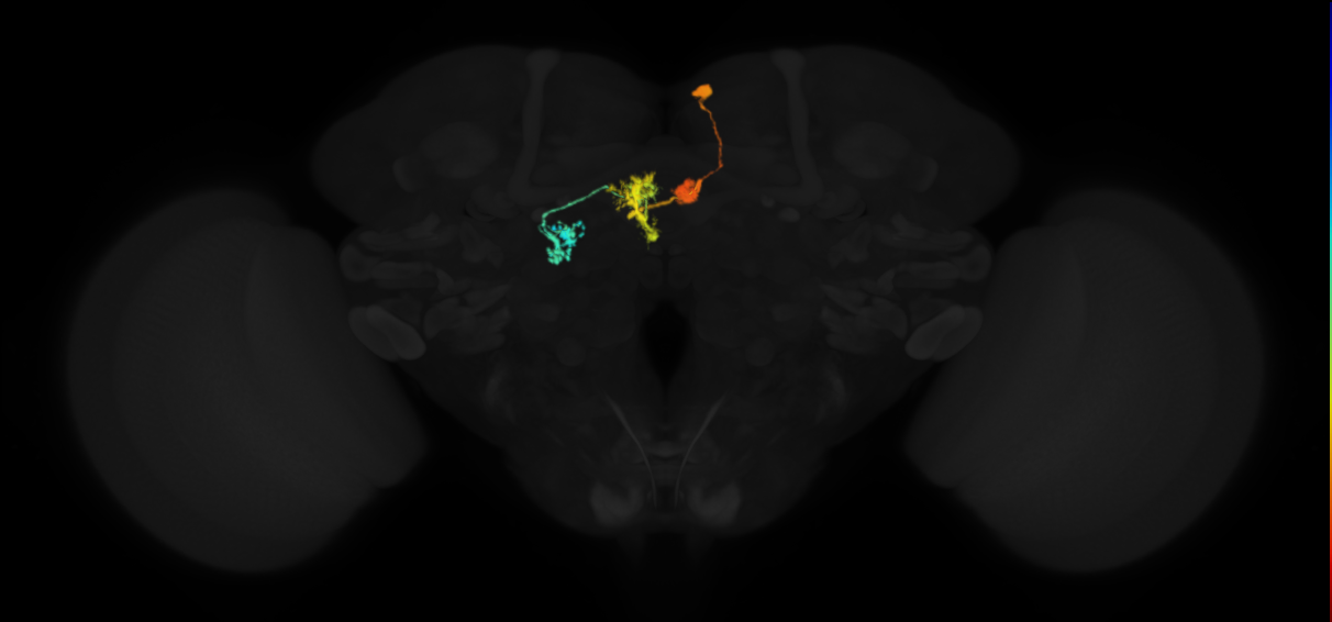 adult protocerebral bridge glomerulus 2-fan-shaped body layers 4 and 5-unilateral lateral accessory lobe neuron