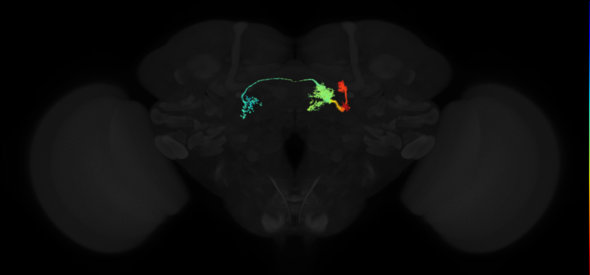 adult protocerebral bridge glomerulus 7-fan-shaped body layers 4 and 5-unilateral lateral accessory lobe neuron