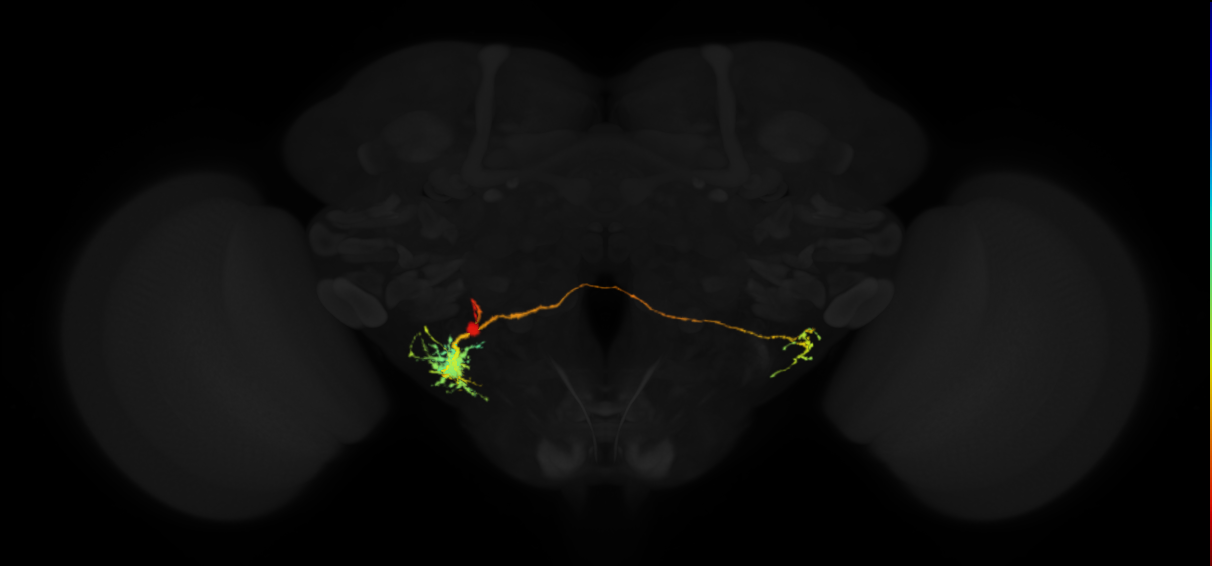 DM4 lineage neuron