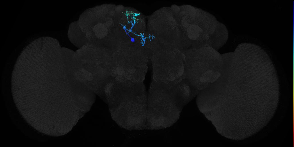 adult CREa1 (female) lineage neuron