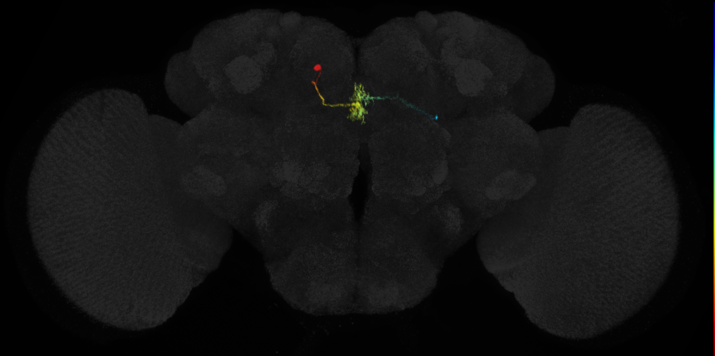 DM2 lineage neuron