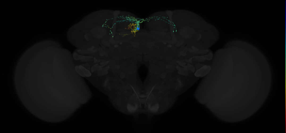 adult SMPad1 (female) lineage neuron