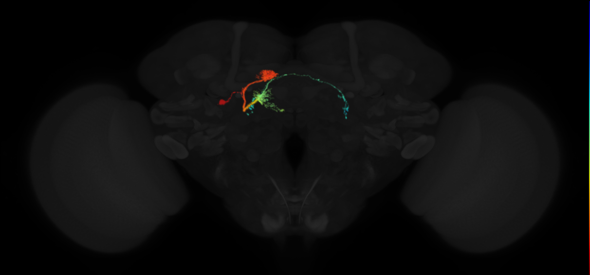 adult protocerebral bridge glomerulus 4-fan-shaped body layers 4 and 5-bilateral lateral accessory lobe neuron