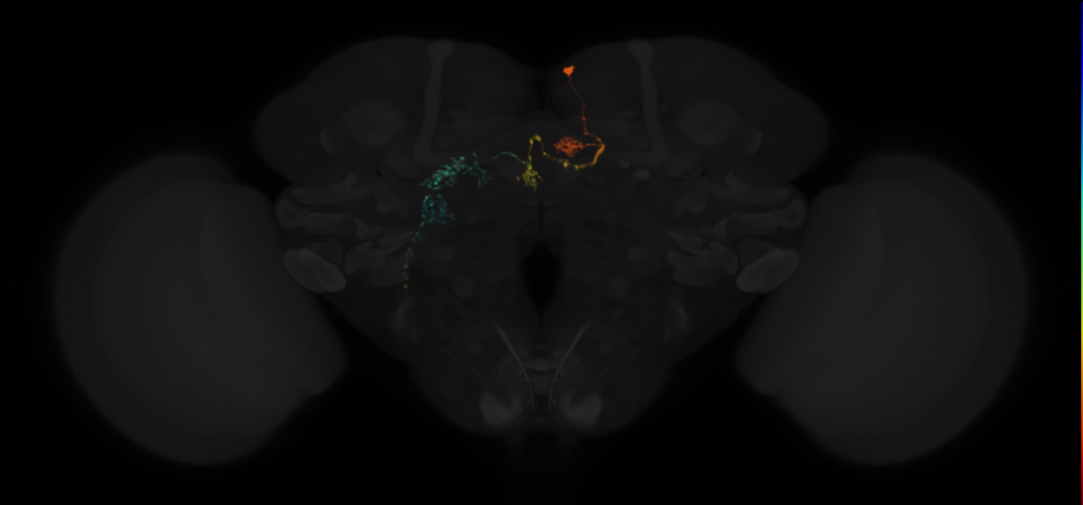 protocerebral bridge glomerulus 3-fan-shaped body layer 2-lateral accessory lobe-crepine neuron