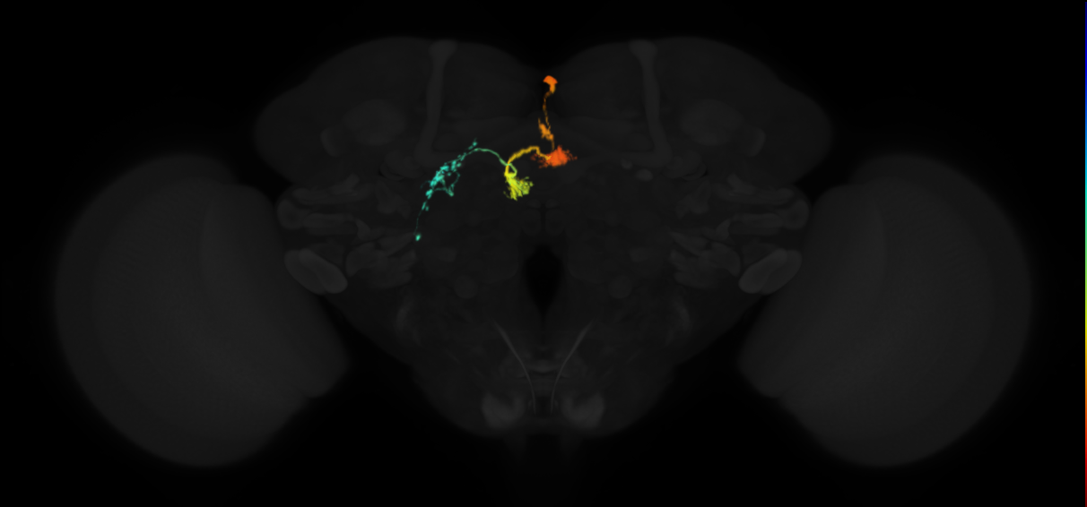 protocerebral bridge glomerulus 2-fan-shaped body layer 2-lateral accessory lobe-crepine neuron
