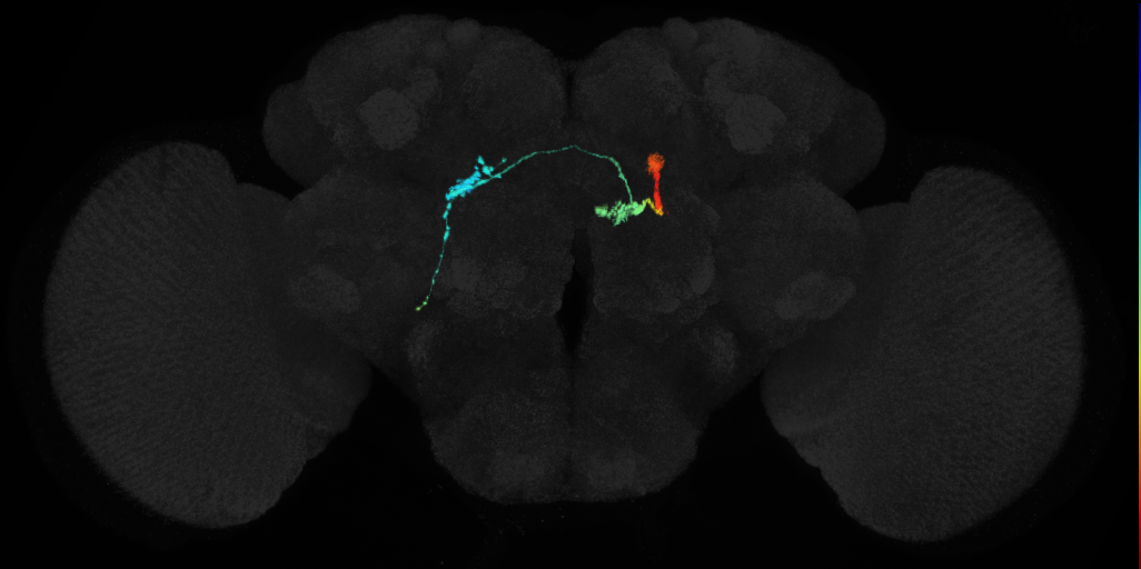 protocerebral bridge glomerulus 7-fan-shaped body layer 2-lateral accessory lobe-crepine neuron