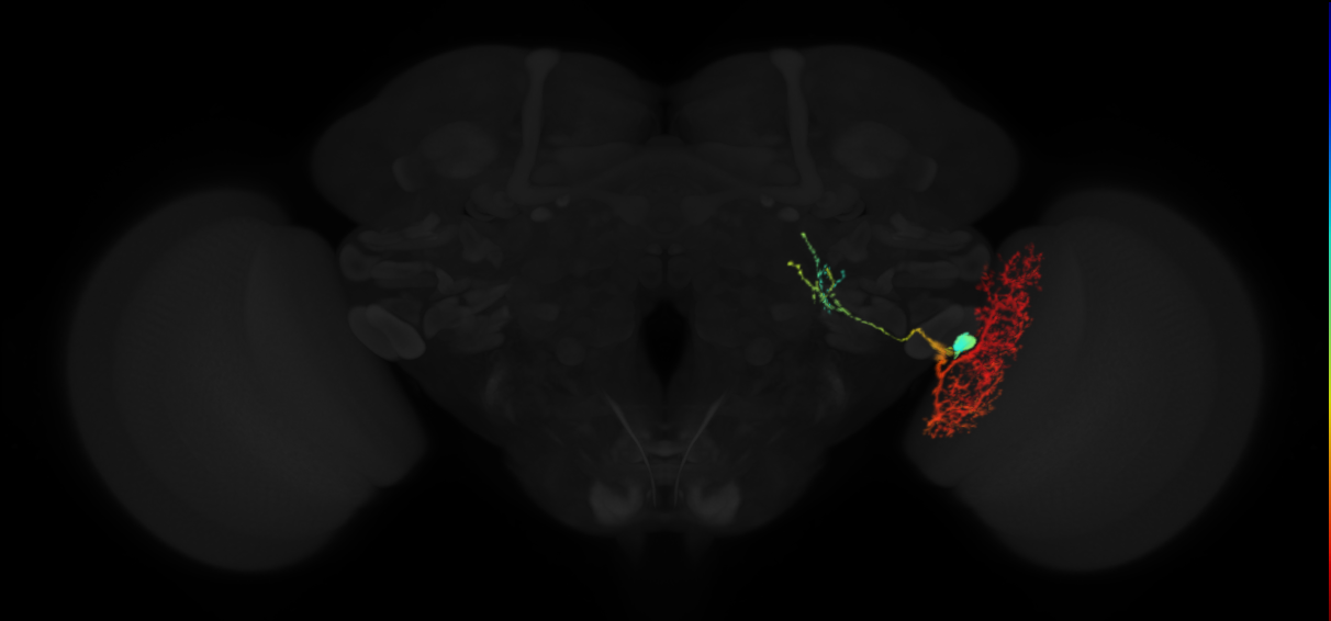 lobula tangential neuron Lt12