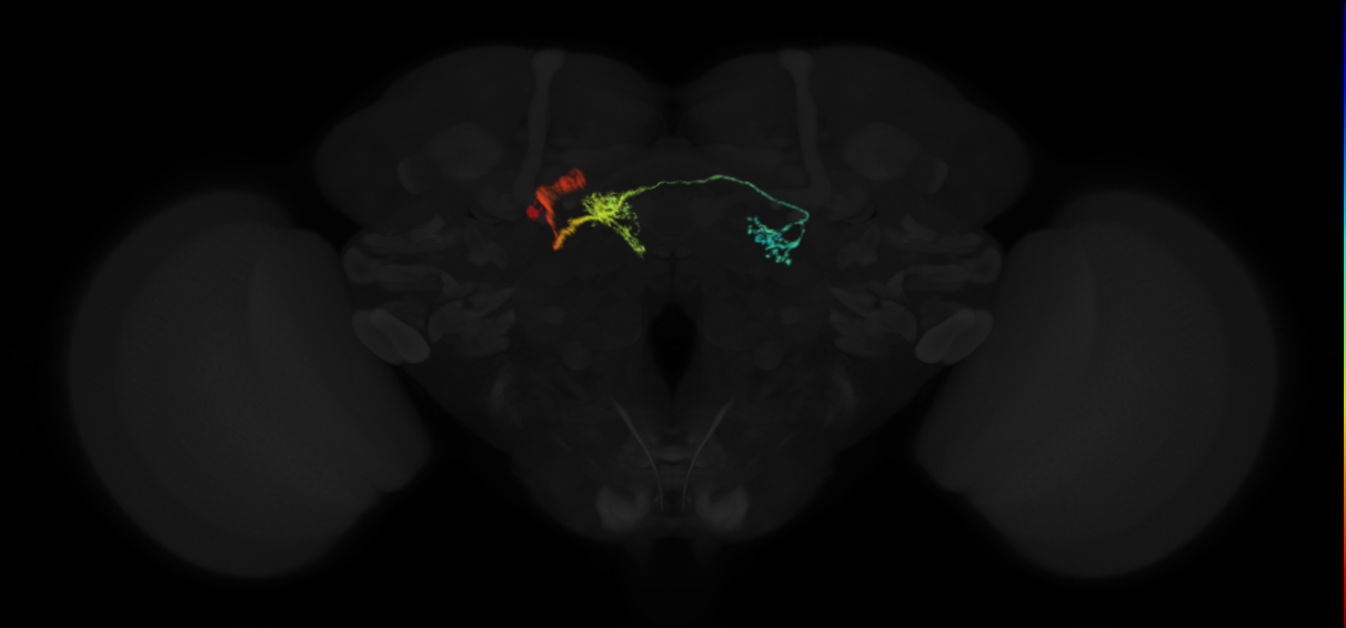 adult protocerebral bridge glomerulus 6-fan-shaped body layers 4 and 5-unilateral lateral accessory lobe neuron
