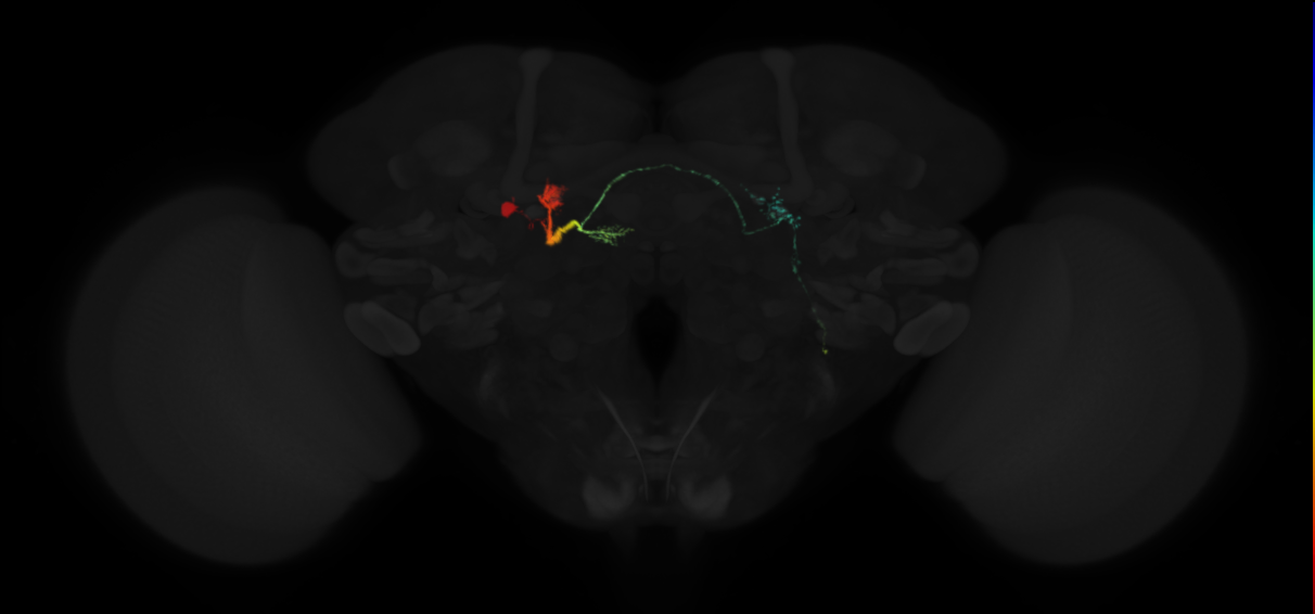adult protocerebral bridge 1 glomerulus-fan-shaped body-lateral accessory lobe neuron