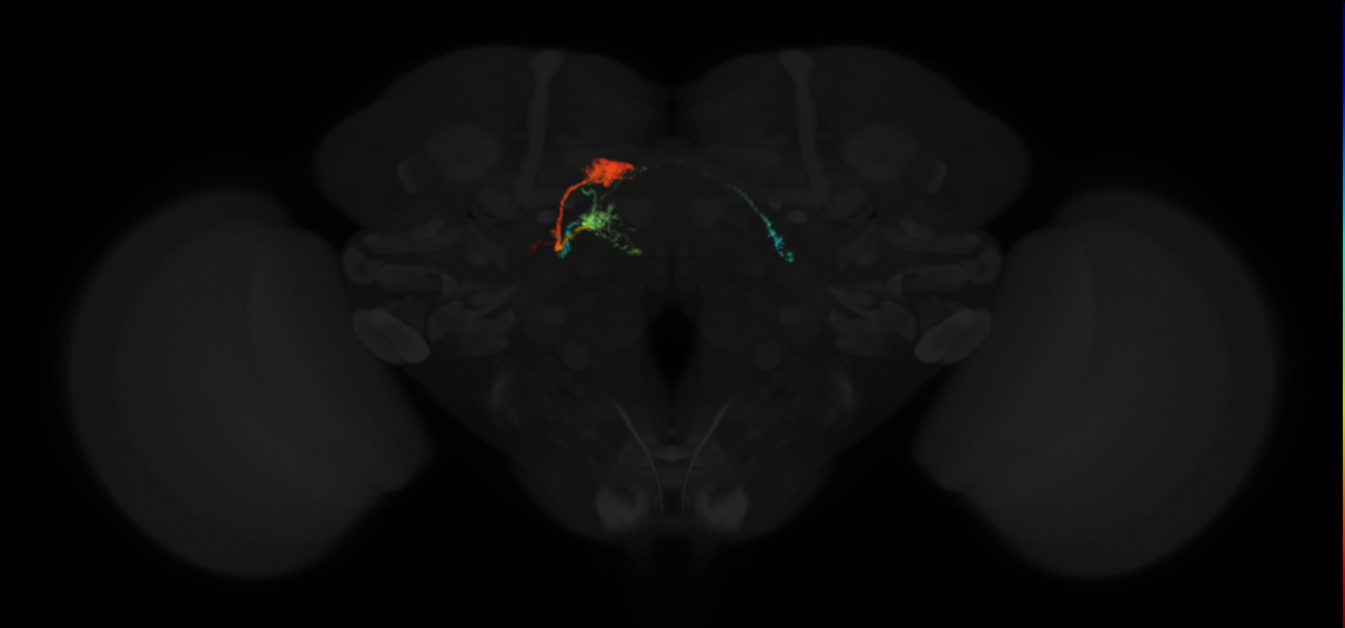 adult protocerebral bridge glomerulus 4-fan-shaped body layers 4 and 5-bilateral lateral accessory lobe neuron