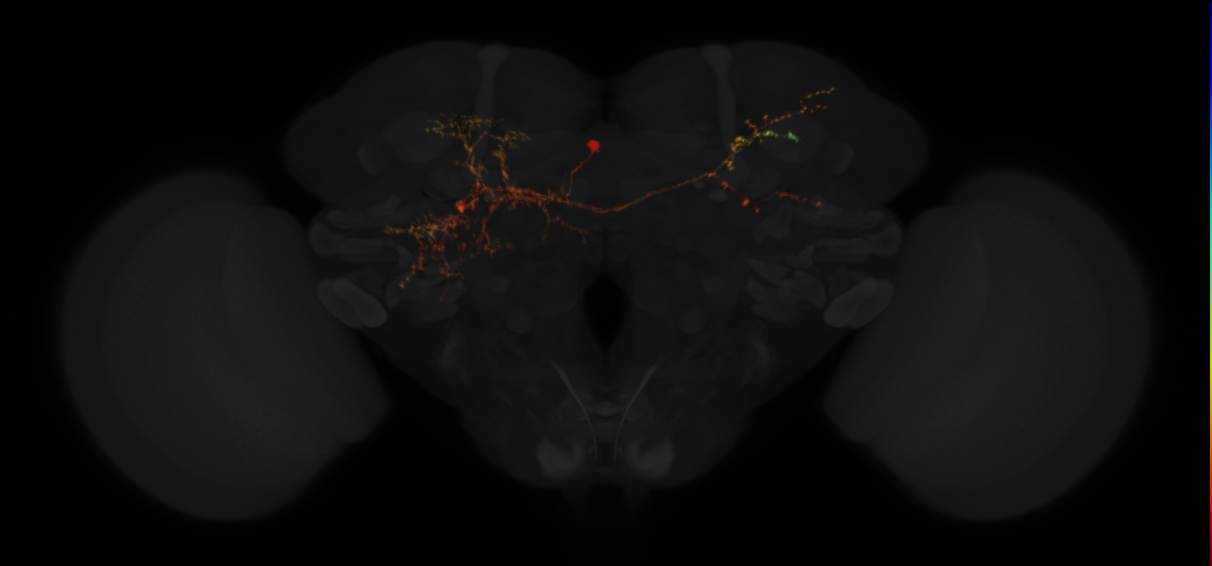 DM1 lineage neuron