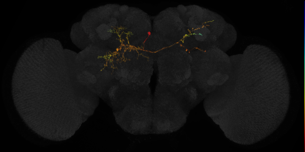 DM1 lineage neuron