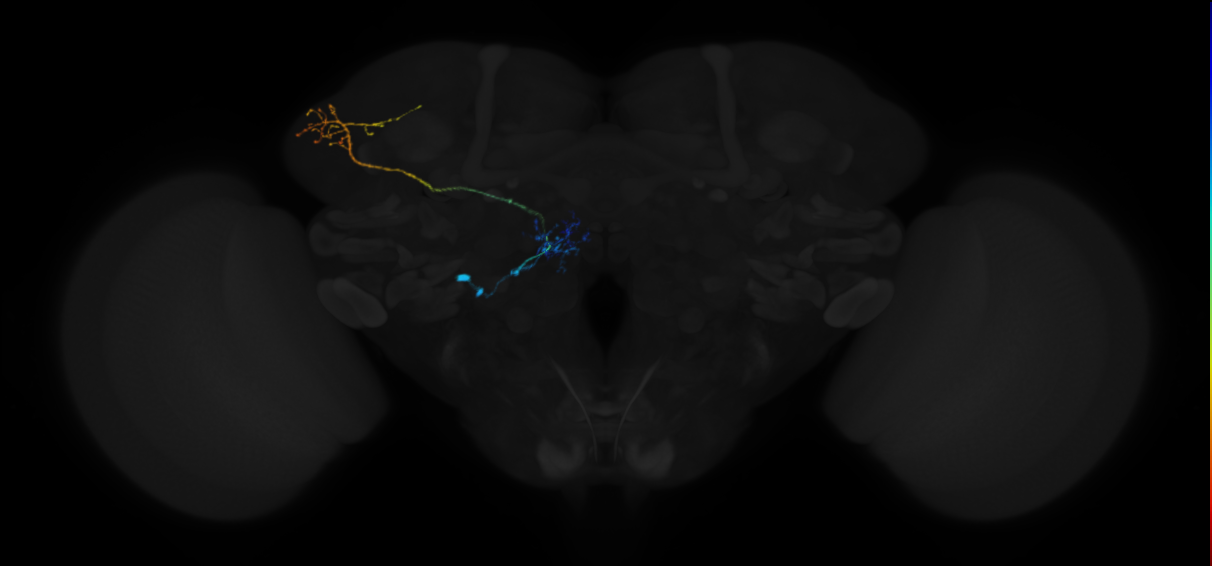 mediolateral antennal lobe tract projection neuron