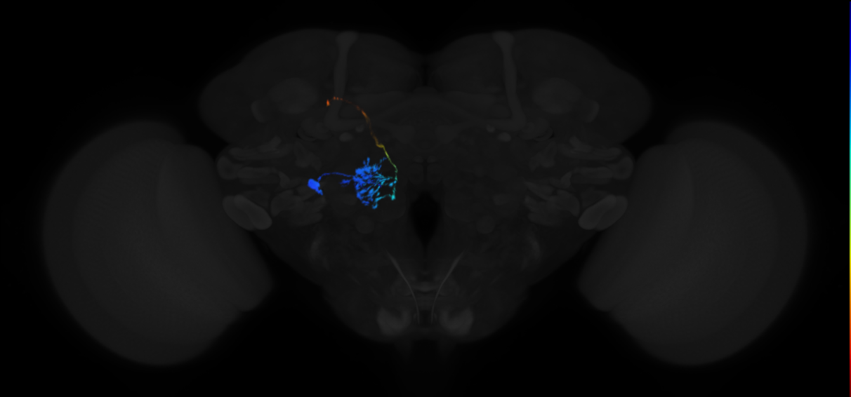 medial antennal lobe tract projection neuron