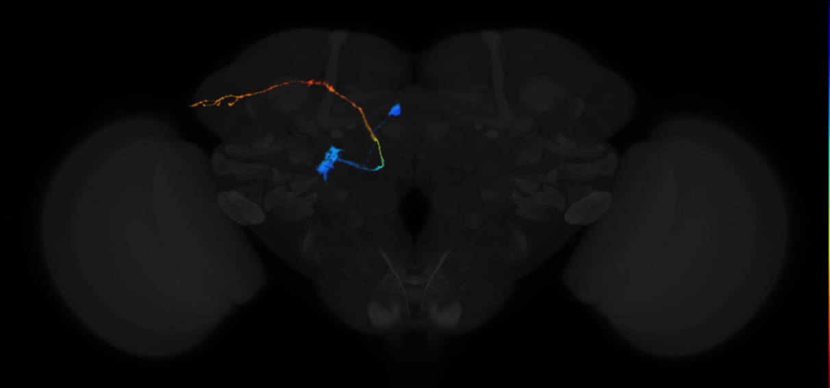 adult uniglomerular antennal lobe projection neuron adPN