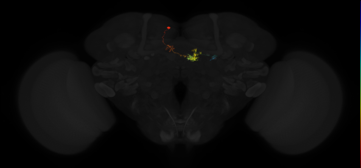 protocerebral bridge glomerulus 3-fan-shaped body-round body type a neuron