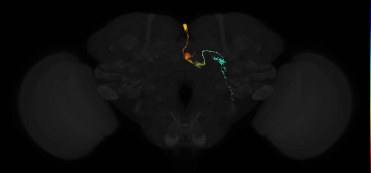 protocerebral bridge glomerulus 1-fan-shaped body layer 2-lateral accessory lobe-crepine neuron