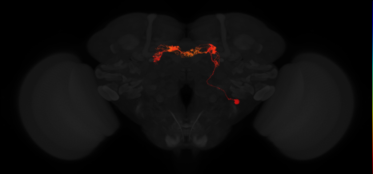 adult intrinsic protocerebral bridge 18 glomeruli-2 glomeruli neuron