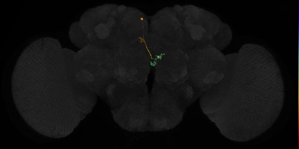 protocerebral bridge glomerulus 3-fan-shaped body-nodulus 3 anterior domain neuron