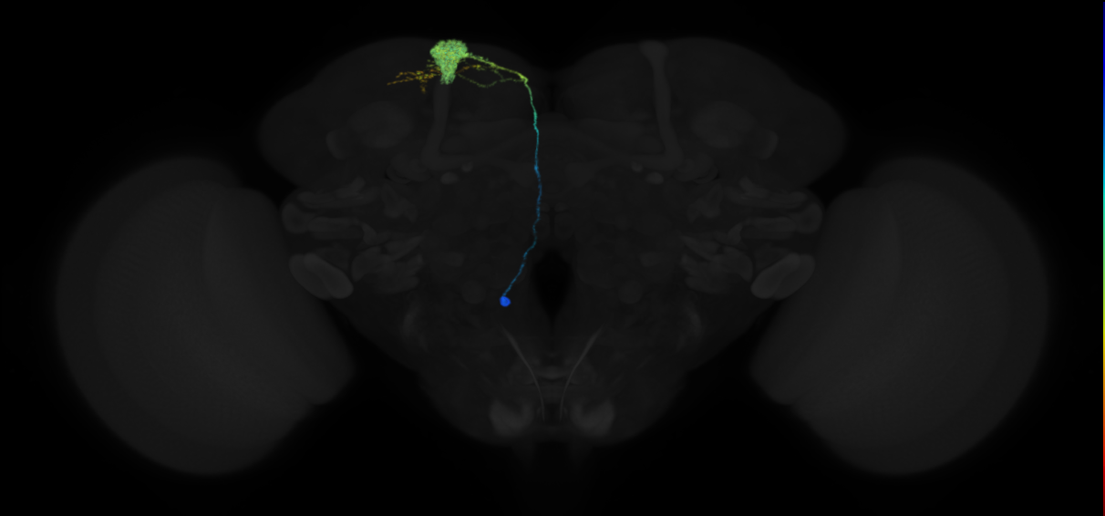 mushroom body output neuron 14