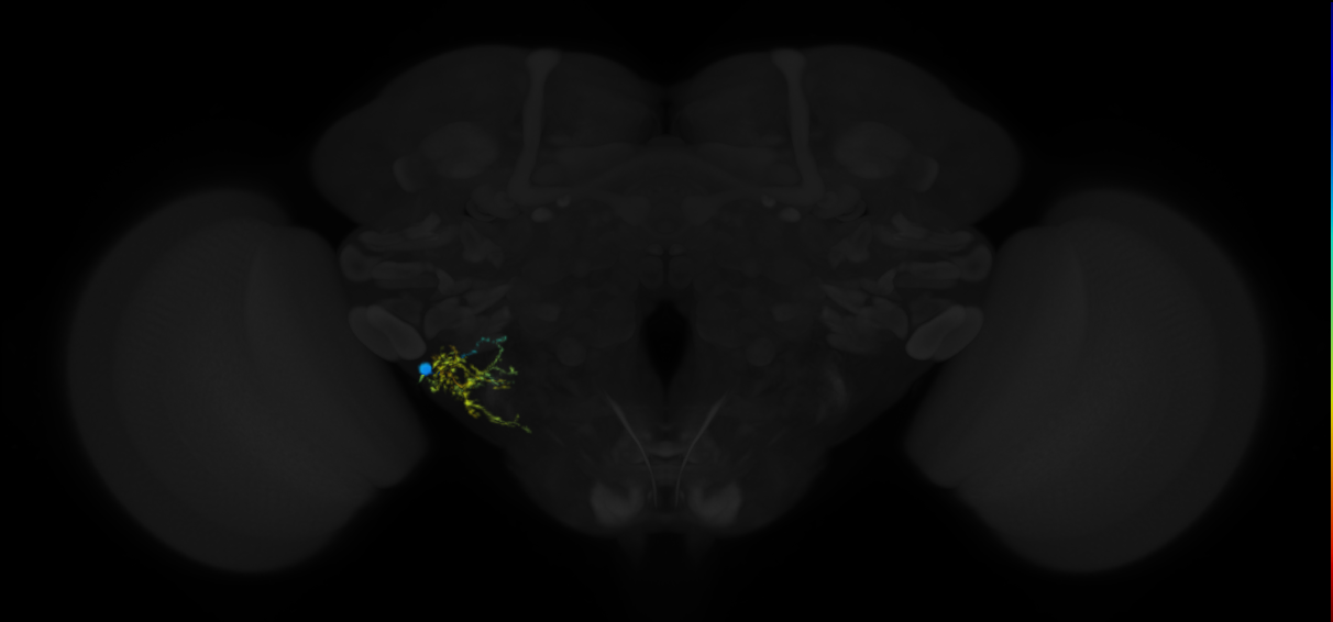inferior ventrolateral protocerebrum local IVLP neuron