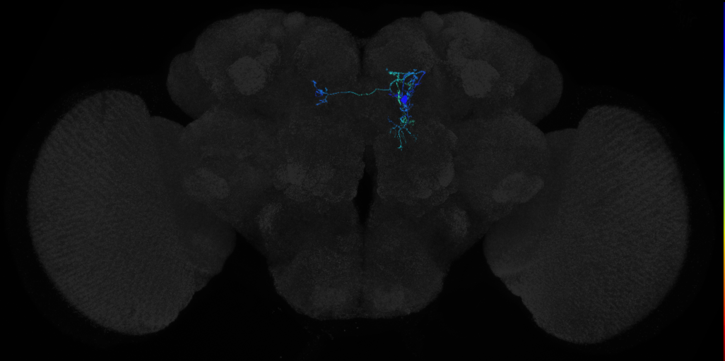 adult CREa1 (female) lineage neuron