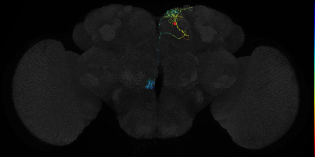 adult DPMpl1 lineage neuron