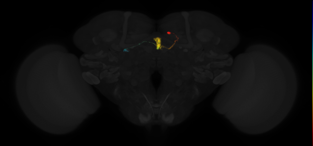 protocerebral bridge glomerulus 5-fan-shaped body-round body type a neuron