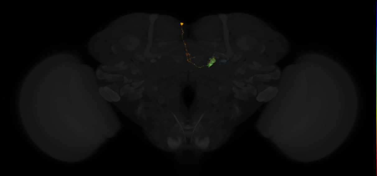protocerebral bridge glomerulus 1-fan-shaped body-round body type a neuron